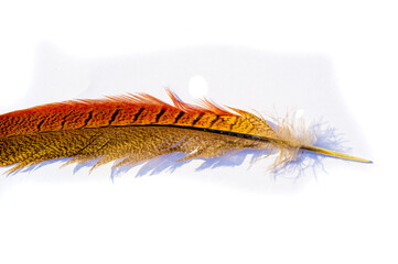 The unearthly beauty of a pheasant feather A sense of wonder and enchantment The pheasant feather...