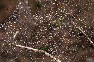 Raindrops on spider web.
Spider web in the forest with rain droplets.