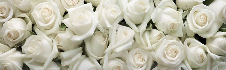 A background of white roses, flower buds, a floral banner of white roses.