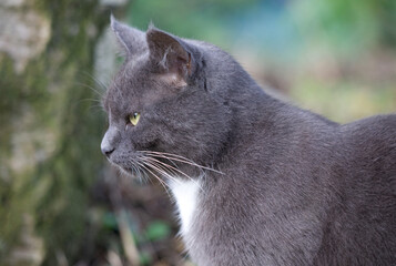Profile view of grey cat looking ahead with green blue bokeh