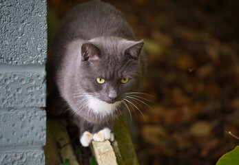 Front view of grey cat standing by a wall