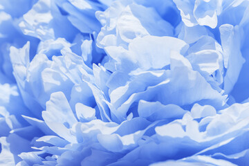 Beautiful view of white blue peonies close up lit by sunlight, midday light shadows, sun glare....