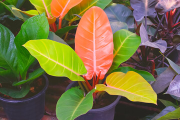 Beautiful Philodendron Prince of Orange leaves growing in black plastic pot with green foliage ornamental plants in home gardening area © Prapat
