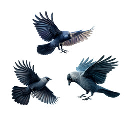 A set of Western Jackdaws flying on a transparent background