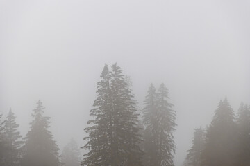 Fototapeta na wymiar misty mountains and green trees