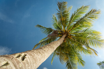 Vue en contre plongée d'un palmier sur une plage en Thaïlande