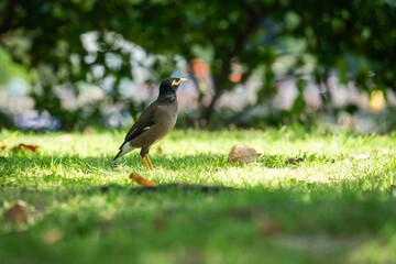 Oiseau dans un parc sur l'île de Phi Phi Island
