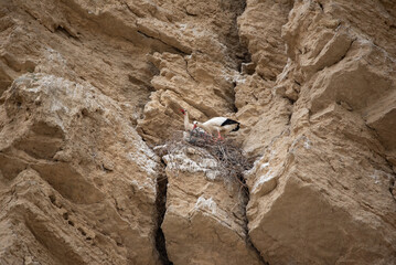 Two storks nesting on cliff