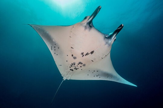 Mantarochen