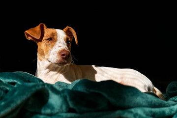 Portrait of young dog jack russell terrier looking away, resting on turquoise plaid in spring sunny...