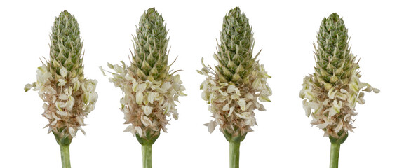 Macro photography with plantain ( plantago major ) flowers isolated on transparent background.