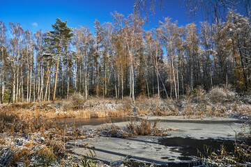 snow-covered reeds and trees on the shore of a lake in the forest