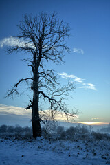 lonely oak tree in a snow-covered meadow in the evening, during winter