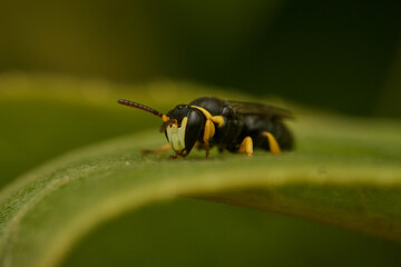 Small yellow and black wasp perched on a green leaf.