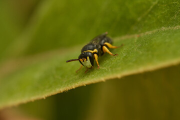 Small yellow and black wasp perched on a green leaf.