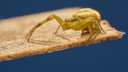 Details of a yellow crab spider