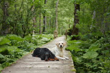 A Labrador Retriever and a Gordon Setter rest on a forest boardwalk. Dog calm demeanor blends into...