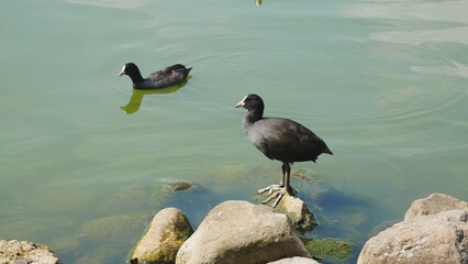 Coots near the lake shore..