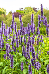 Agastache 'Blue Fortune'  Mexican Giant Hyssop flowering plants in a garden.