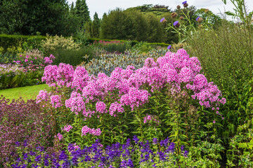 Tall pink hardy phlox plants in full bloom in a large herbaceous border against blue eryngiums.