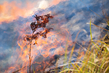 Detailed image of a twig burning until it is charred