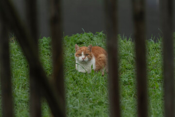 Katze am Wasser