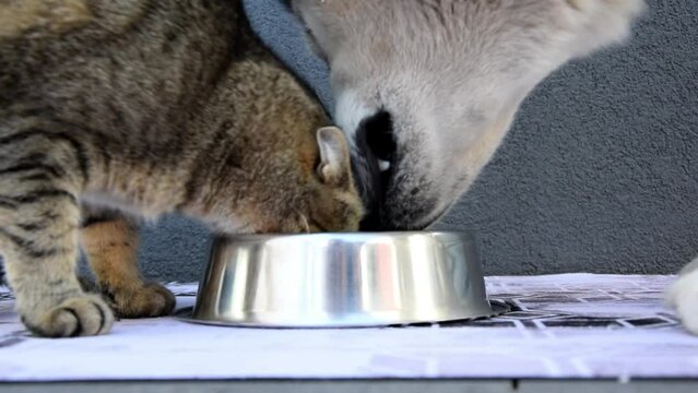 Cat and dog eat food together. The dog waits for the cat to eat, hoping to try the cat food. Funny video of a pets eating from bowl. The dog helps the cat to have lunch. Idea for a cute pet.