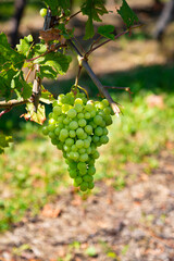 Weintrauben Dolde an einem Weinstock