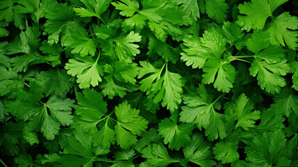 A clear image completely filled background of some fresh parsley
