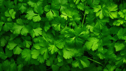 A clear image completely filled background of some fresh parsley - obrazy, fototapety, plakaty