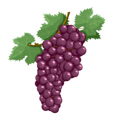 Vector branch of grapes in flat style isolated on white background