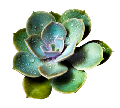 Succulent plant close-up Echeveria perle von nurnberg in transparent background