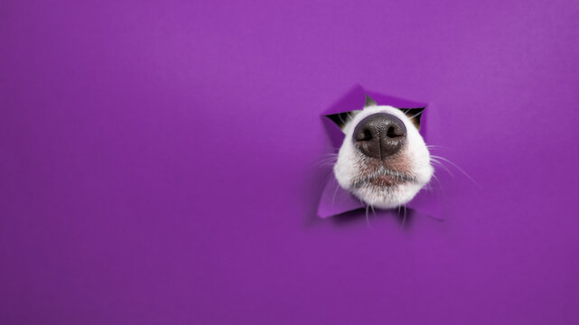 The nose of a Jack Russell Terrier dog sticks out of torn paper on a purple background.
