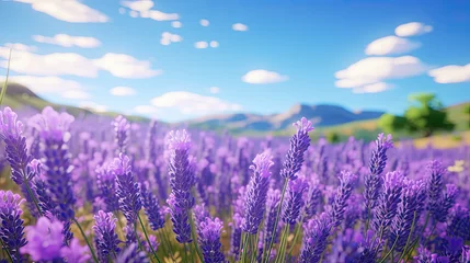 Fotobehang lavender field during summer day © Nikodem