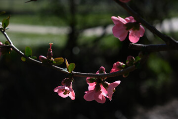 Nell'inverno più caldo, i fiori della begonia ci dicono che la primavera sta arrivando.