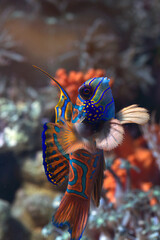 Mandarin fishes on a coral reef