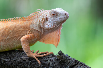 Close up photo of albino iguana