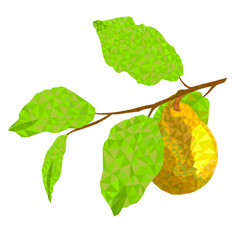 Branch  branch of pears with yellow ripe pear low-polygon on white  background watercolor vitage vector  illustration editable hand draw
