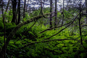 Lush woods rainforest jungle tree nature landscape scenery in Sitka Historical Park hiking trails with creeks, green bushes and vegetation in magic fairytale environment Baranof Island - obrazy, fototapety, plakaty