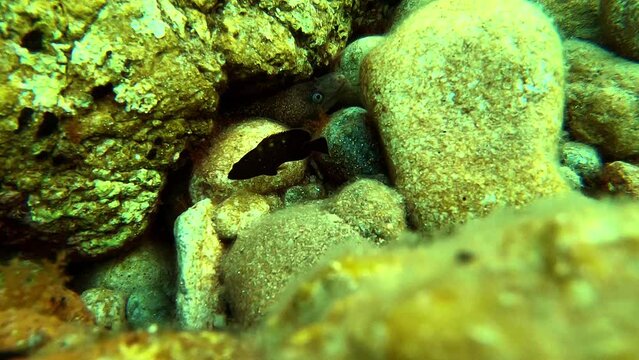 Moray eel hidden behind rocks with grouper fish swiming around in the Turkish coast of Datça	