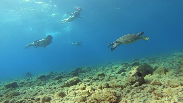 Caretta caretta sea turtle swimming underwater in the Mediterranean Sea by the Turkish coast	