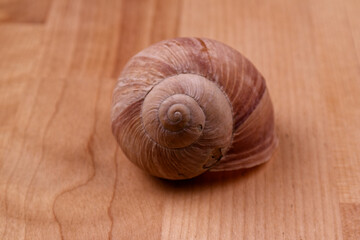 a shimmering snail shell lying on a wooden table