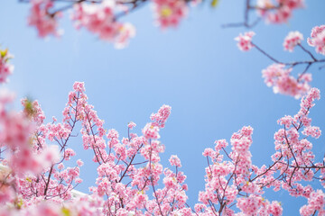桜と青空のフリースペース