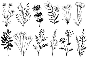 Hand drawn ink sketch of meadow wild flower set. Engraved style vector illustration. - obrazy, fototapety, plakaty