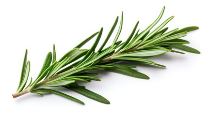 Fototapeta premium rosemary on white background
