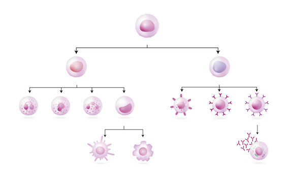 Cells of the innate and adaptive immune system, Hematopoiesis cell type scheme, stem cell, B and T lymphocytes, Basophil, neutrophil, eosinophil, monocyte, dendritic cell, macrophage and plasma cells.