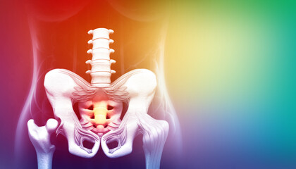 Bones of the pelvis and hip. 3d illustration