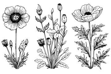 Hand drawn ink sketch of meadow wild flower set. Engraved style vector illustration - obrazy, fototapety, plakaty