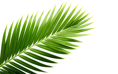 Fresh Green Palm Leaflet A Lush Canvas of Nature's Brilliance Isolated on Transparent Background PNG.