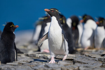 Rockhopper Penguins (Eudyptes chrysocome) at their colony on the coast of Bleaker Island in the Falkland Islands